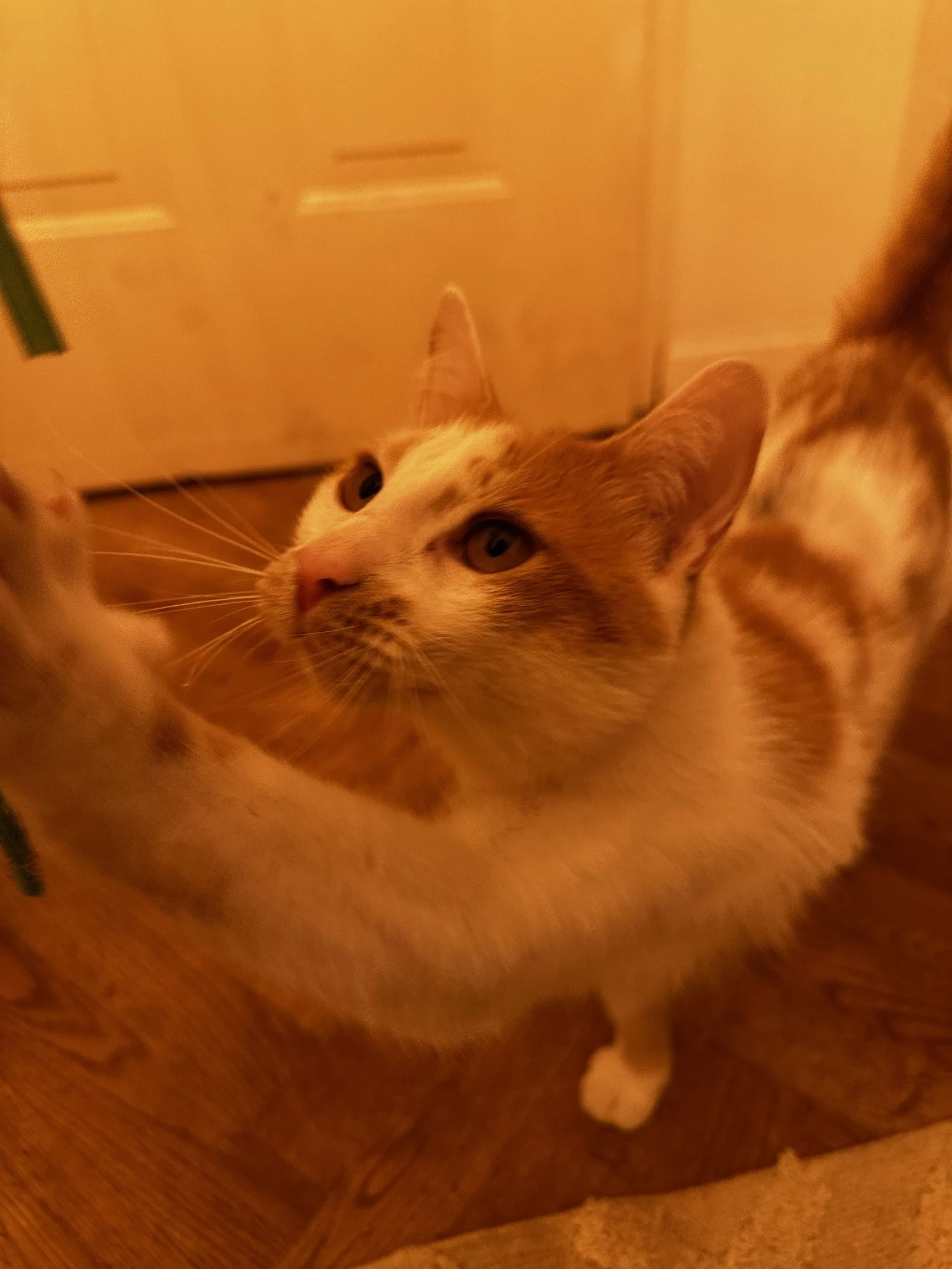 Poupoune, an orange and white cat, looking up under orange light